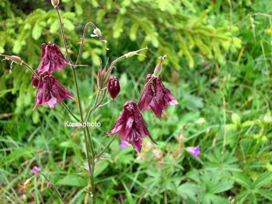 Aquilegia atrata