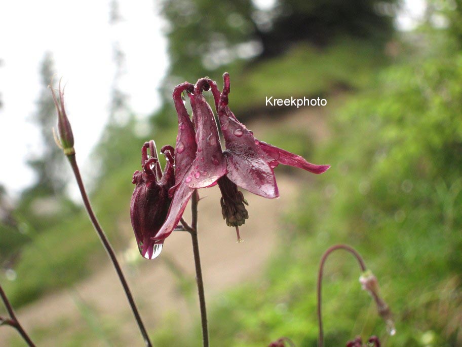 Aquilegia atrata