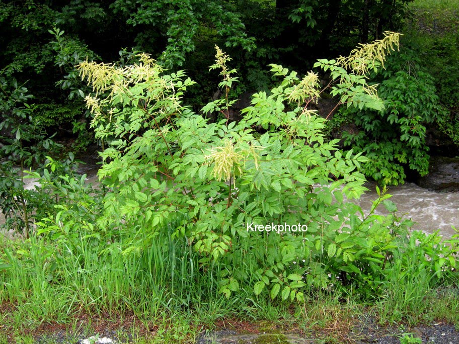 Aruncus dioicus