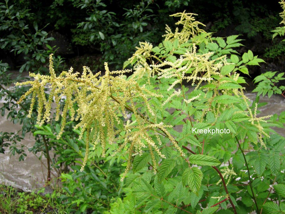 Aruncus dioicus