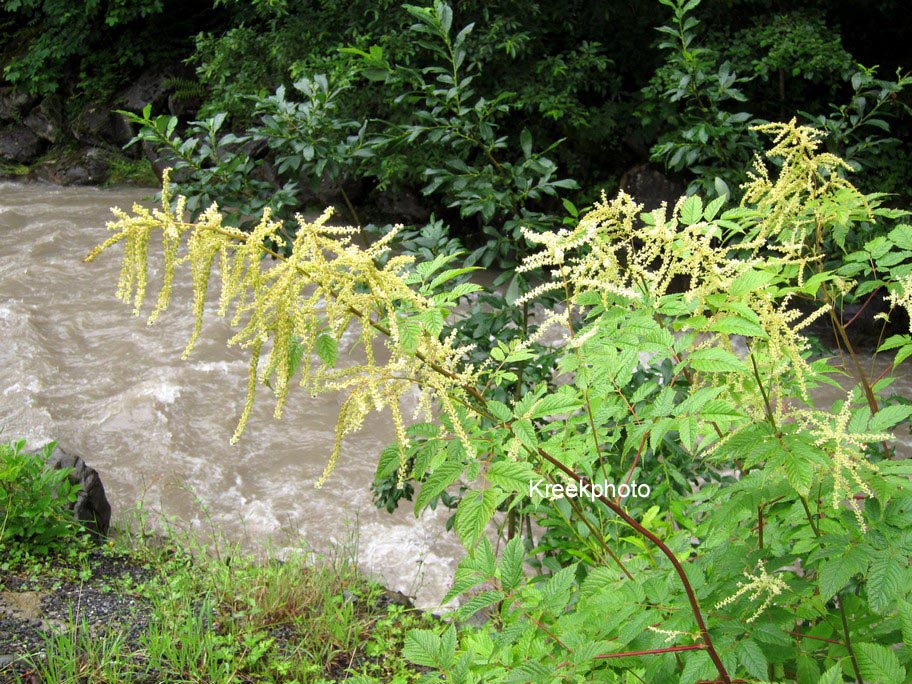 Aruncus dioicus