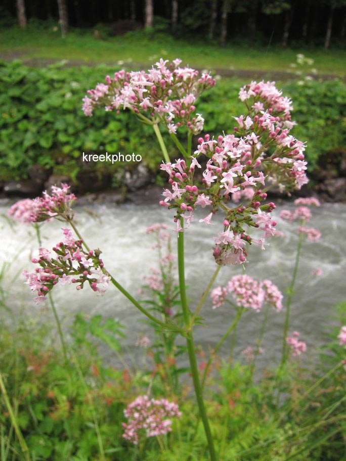 Valeriana officinalis