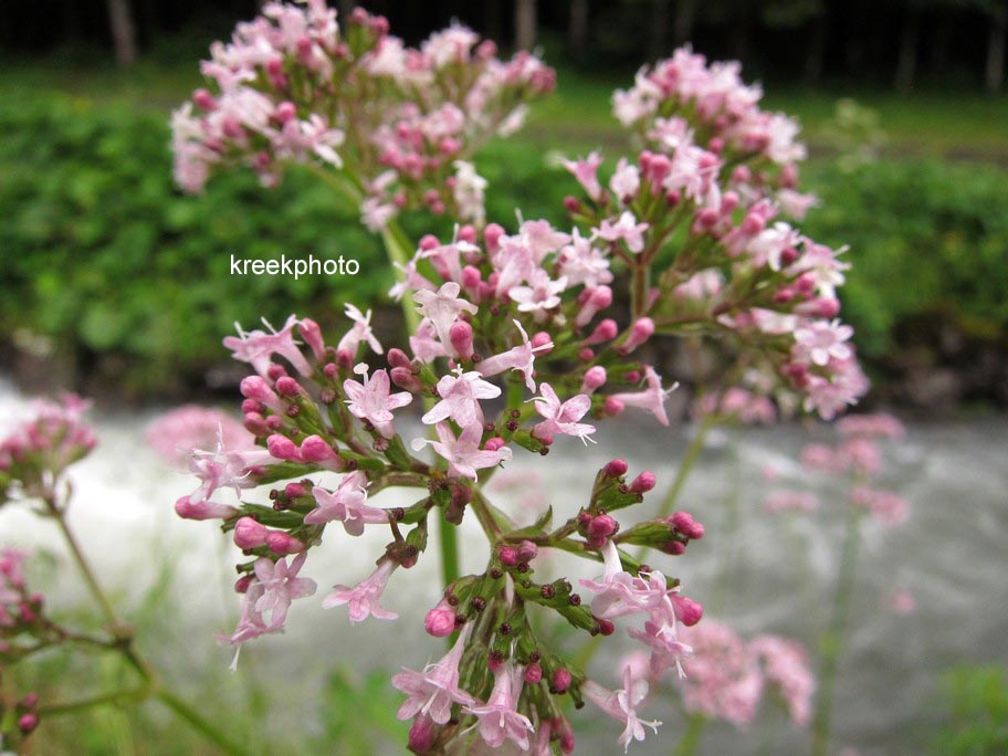 Valeriana officinalis