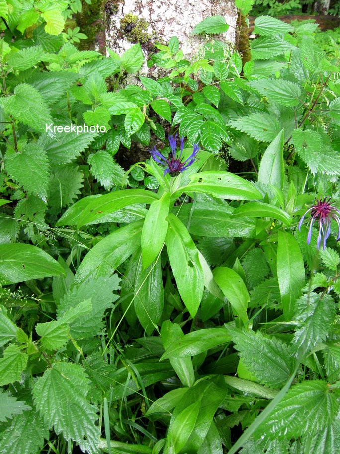 Centaurea montana