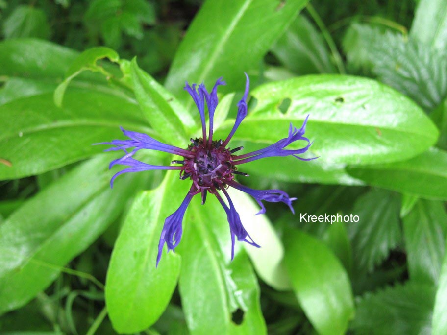 Centaurea montana