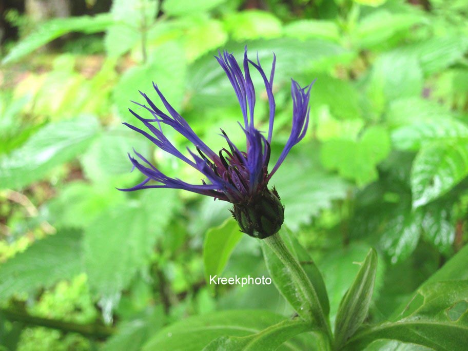 Centaurea montana