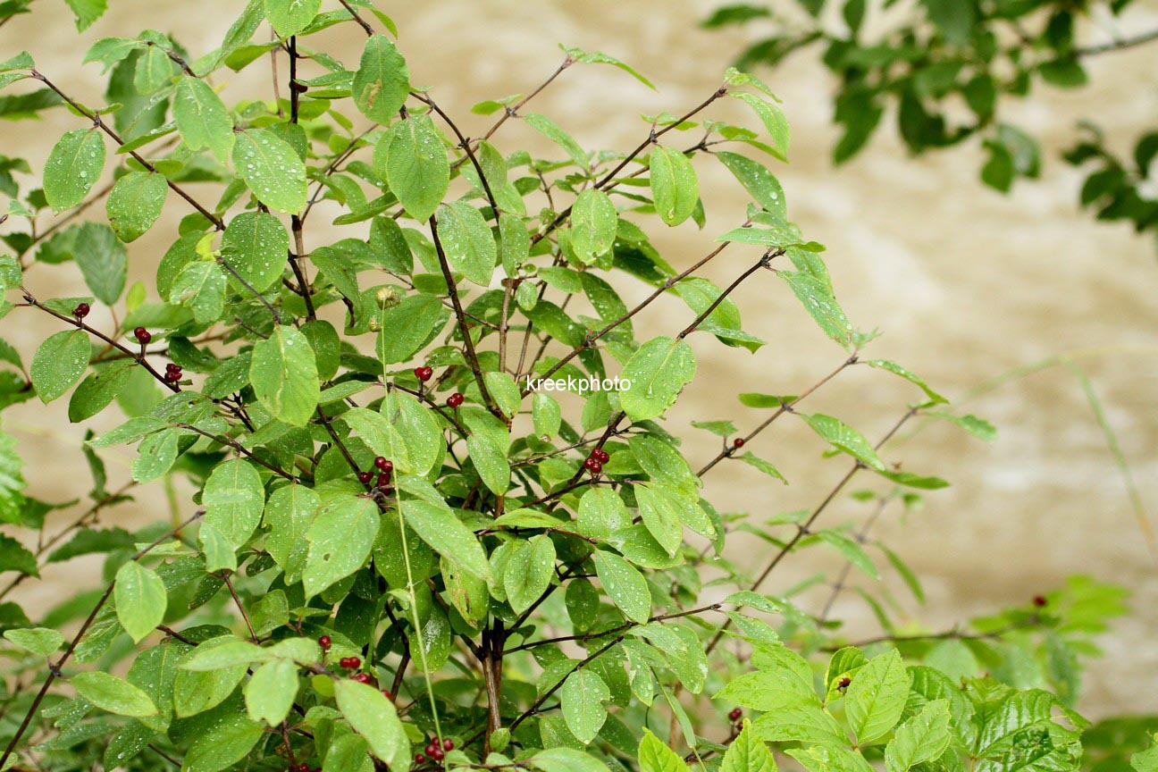 Lonicera xylosteum