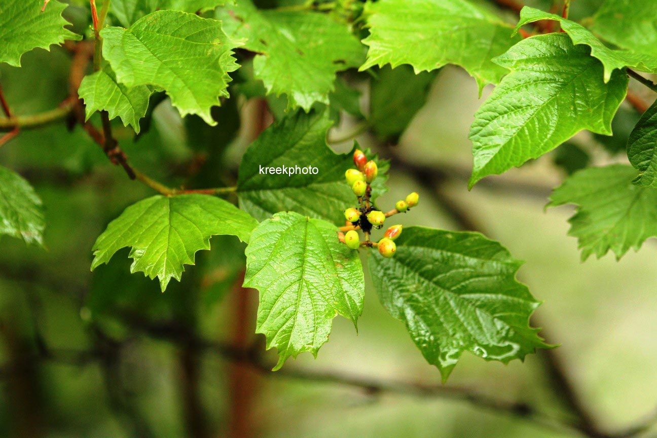 Viburnum opulus