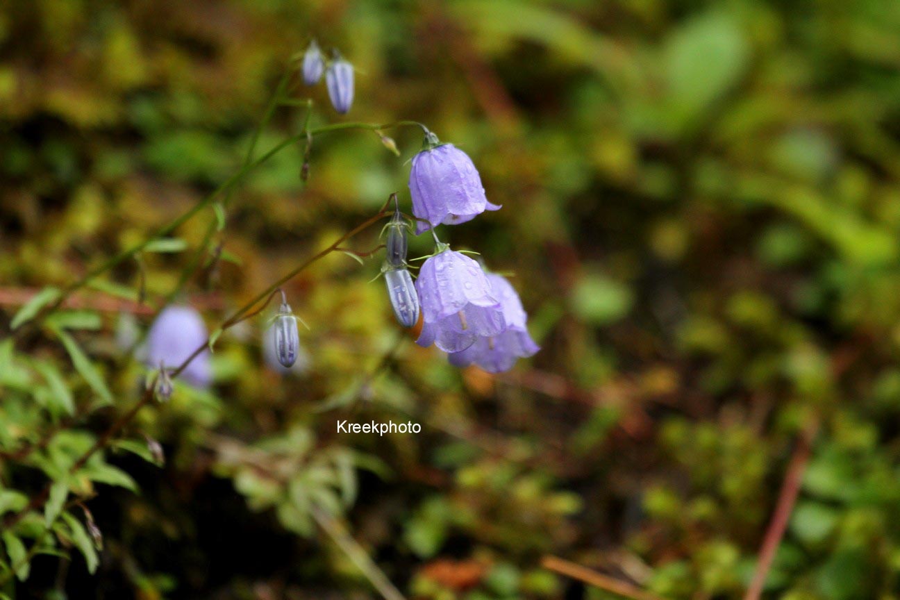 Campanula cochleariifolia