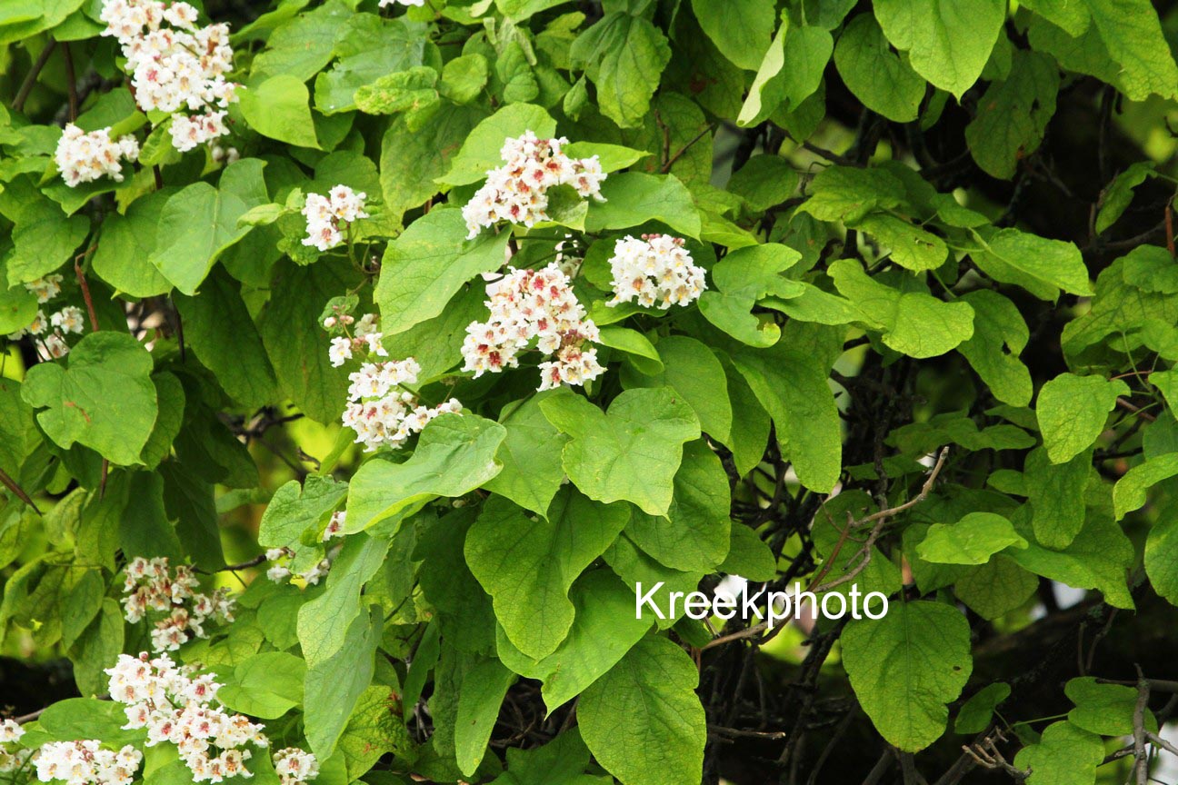 Catalpa bignonioides