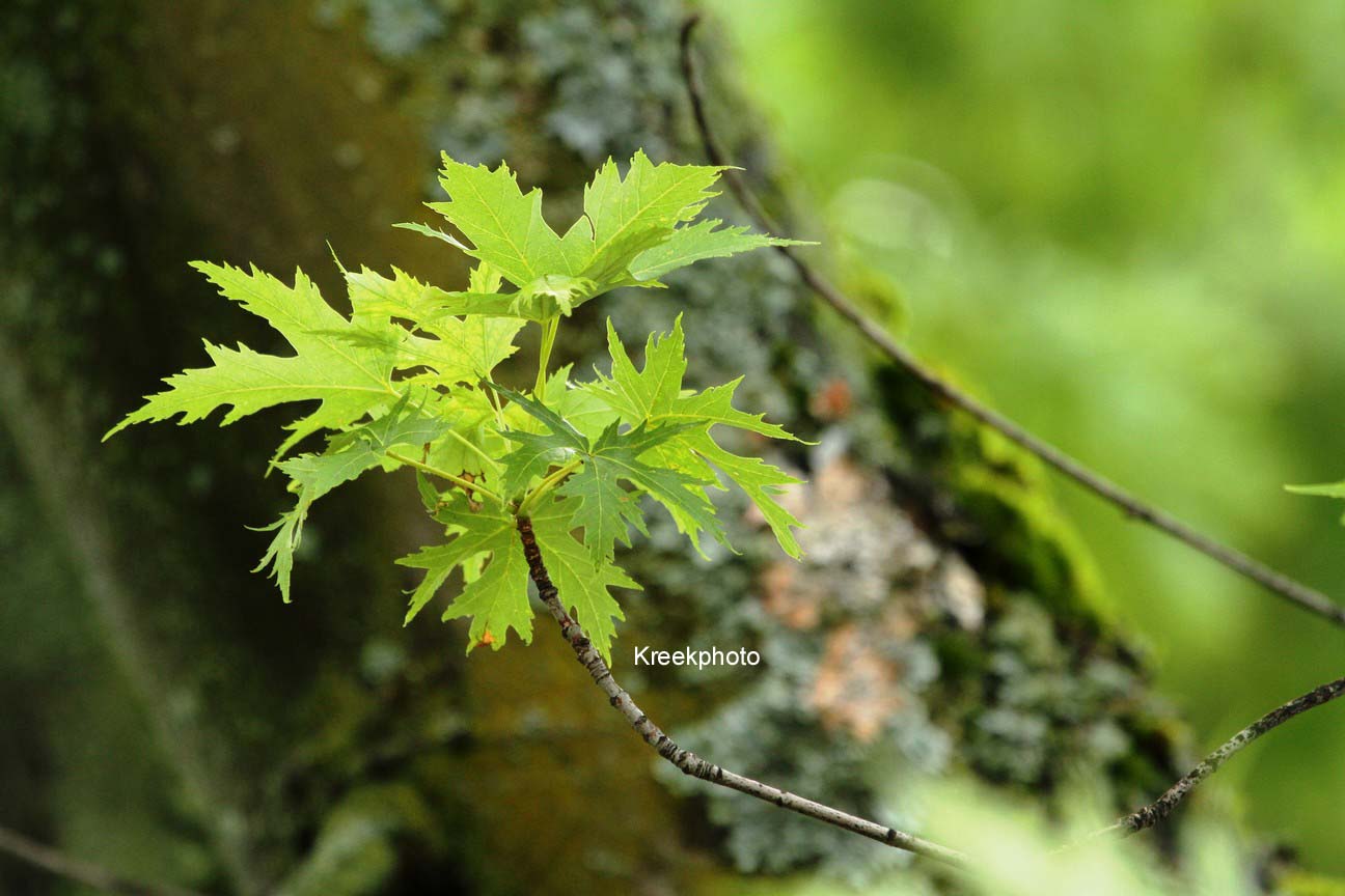 Acer saccharinum