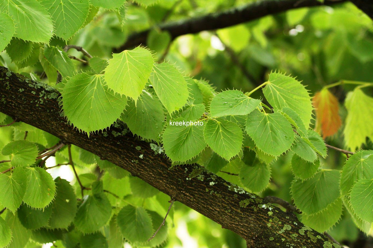 Tilia henryana