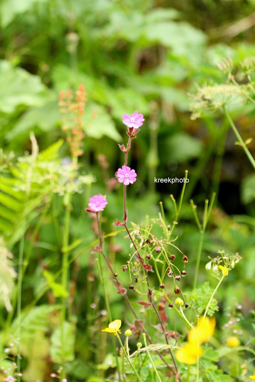 Silene dioica