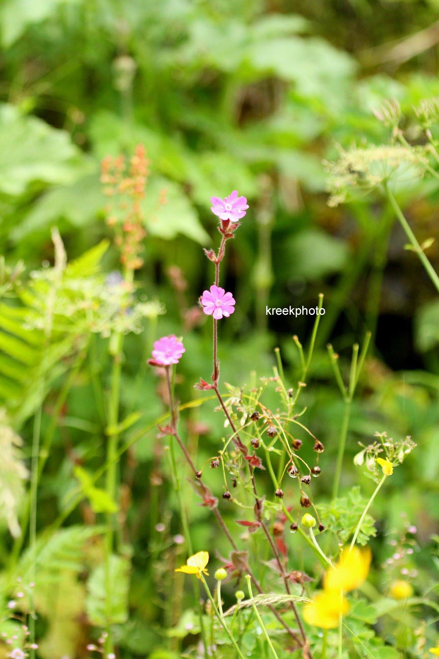 Silene dioica