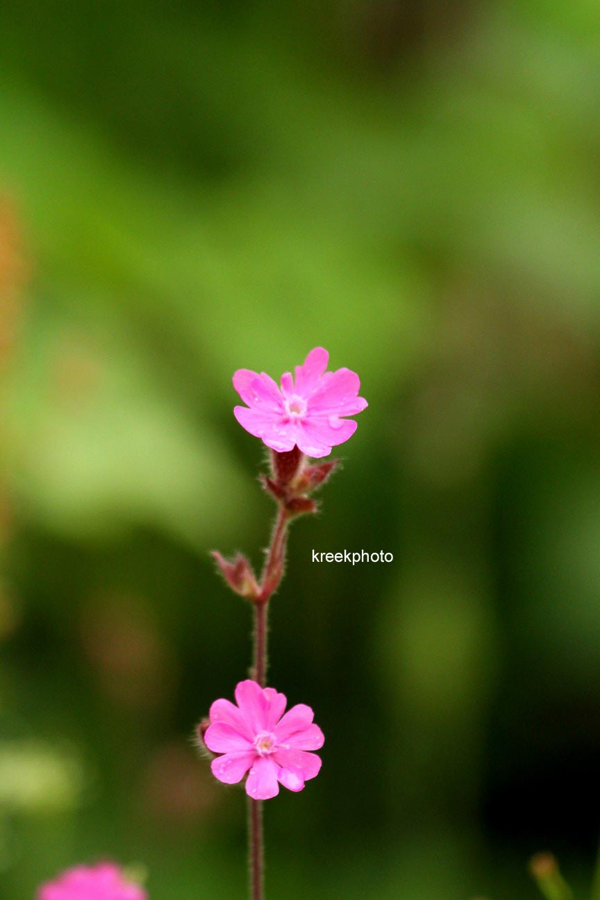 Silene dioica