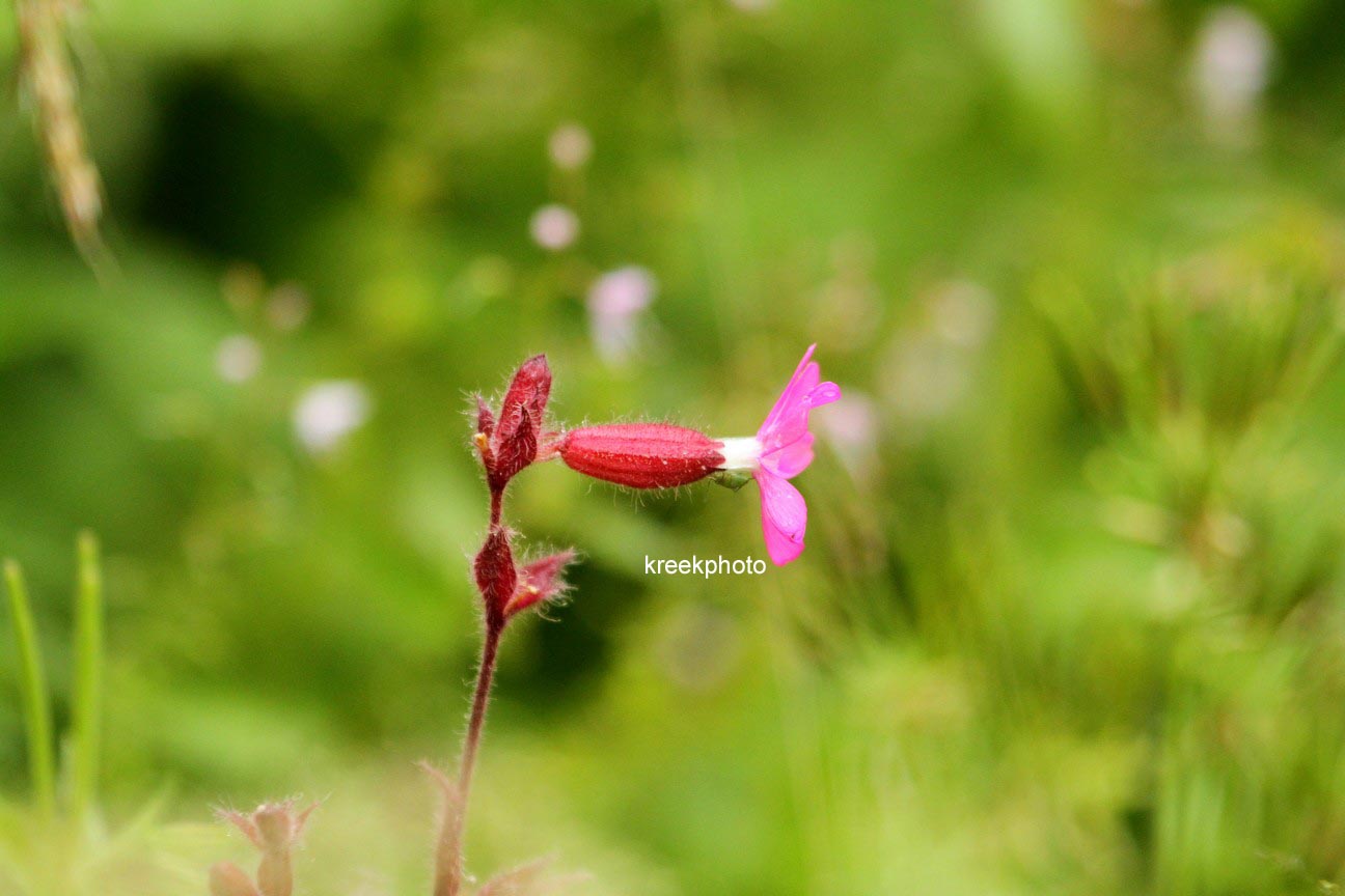 Silene dioica