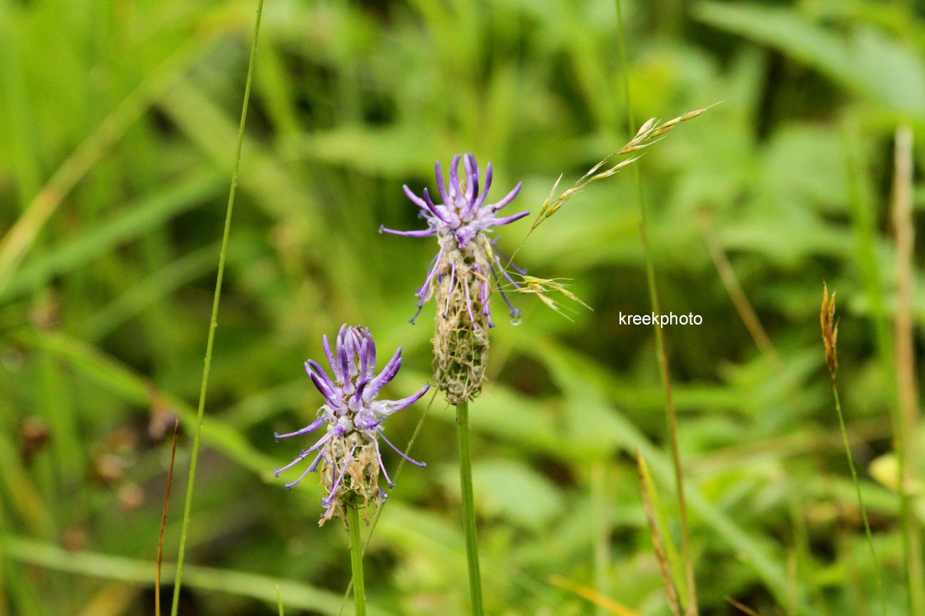 Phyteuma scheuchzeri