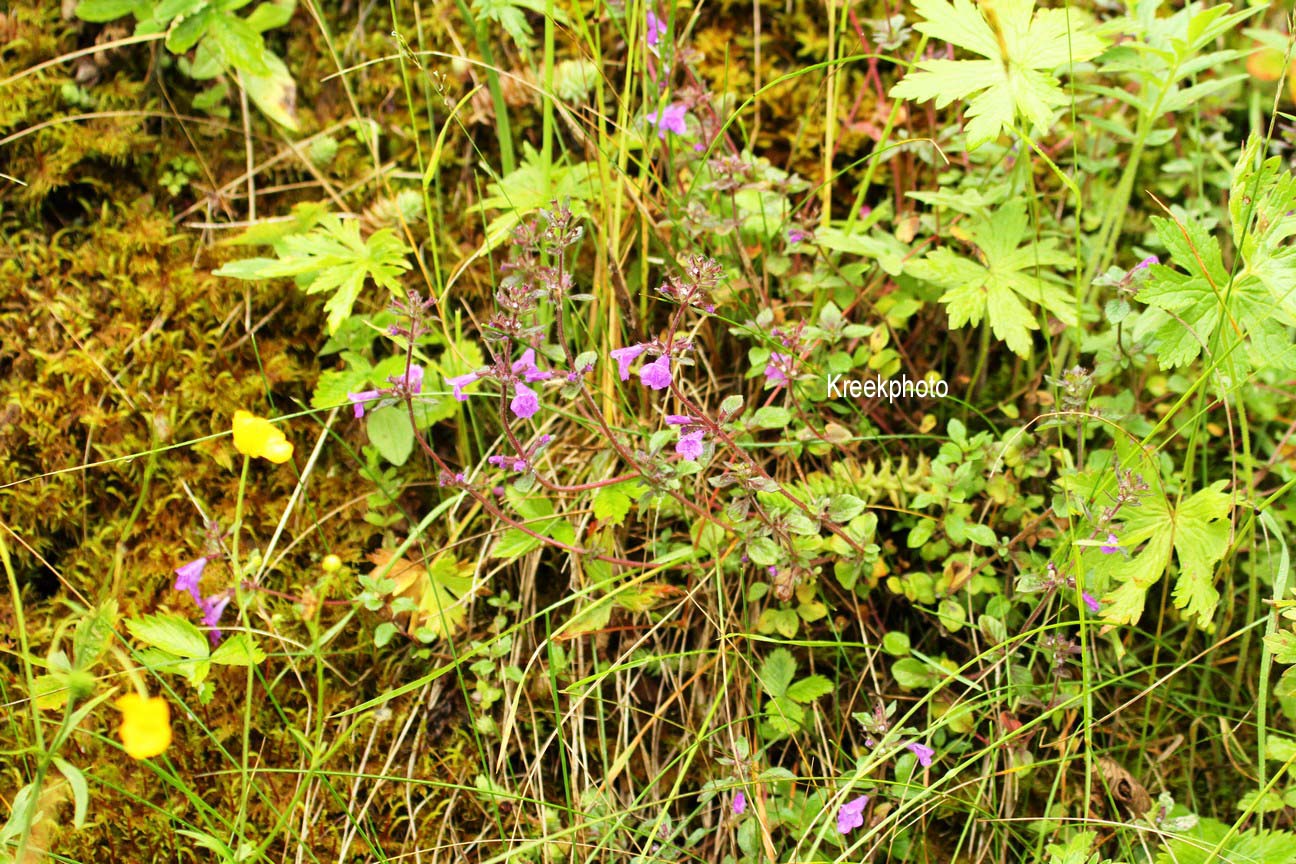 Acinos alpinus