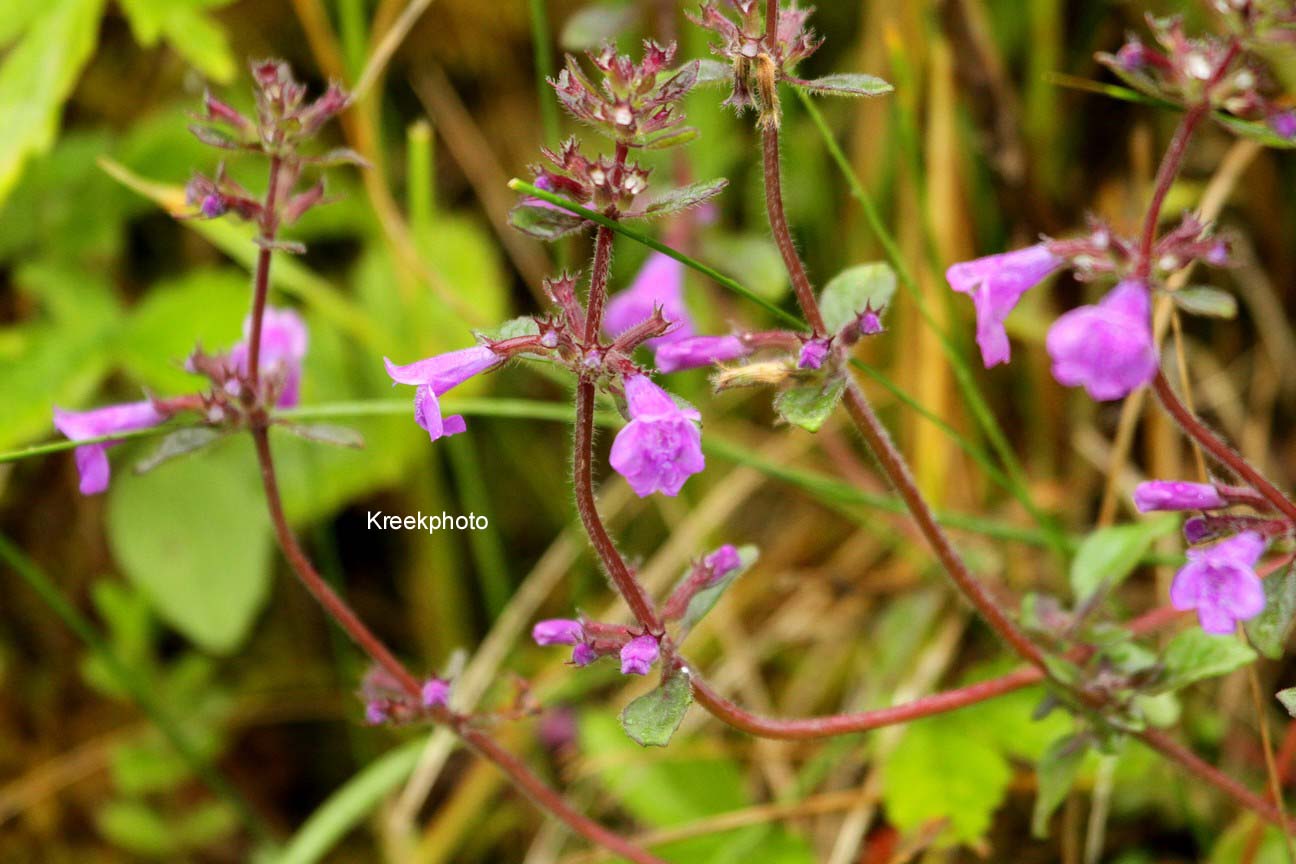 Acinos alpinus