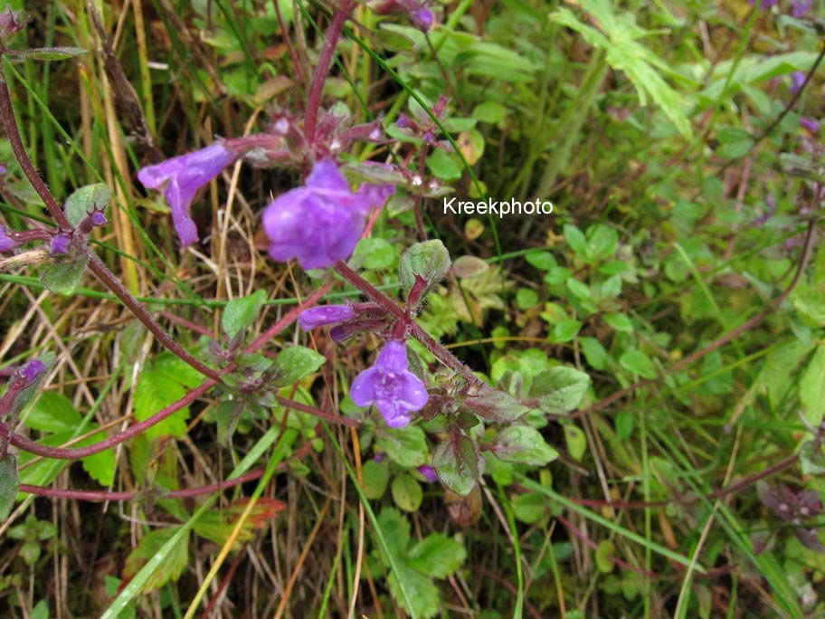 Acinos alpinus