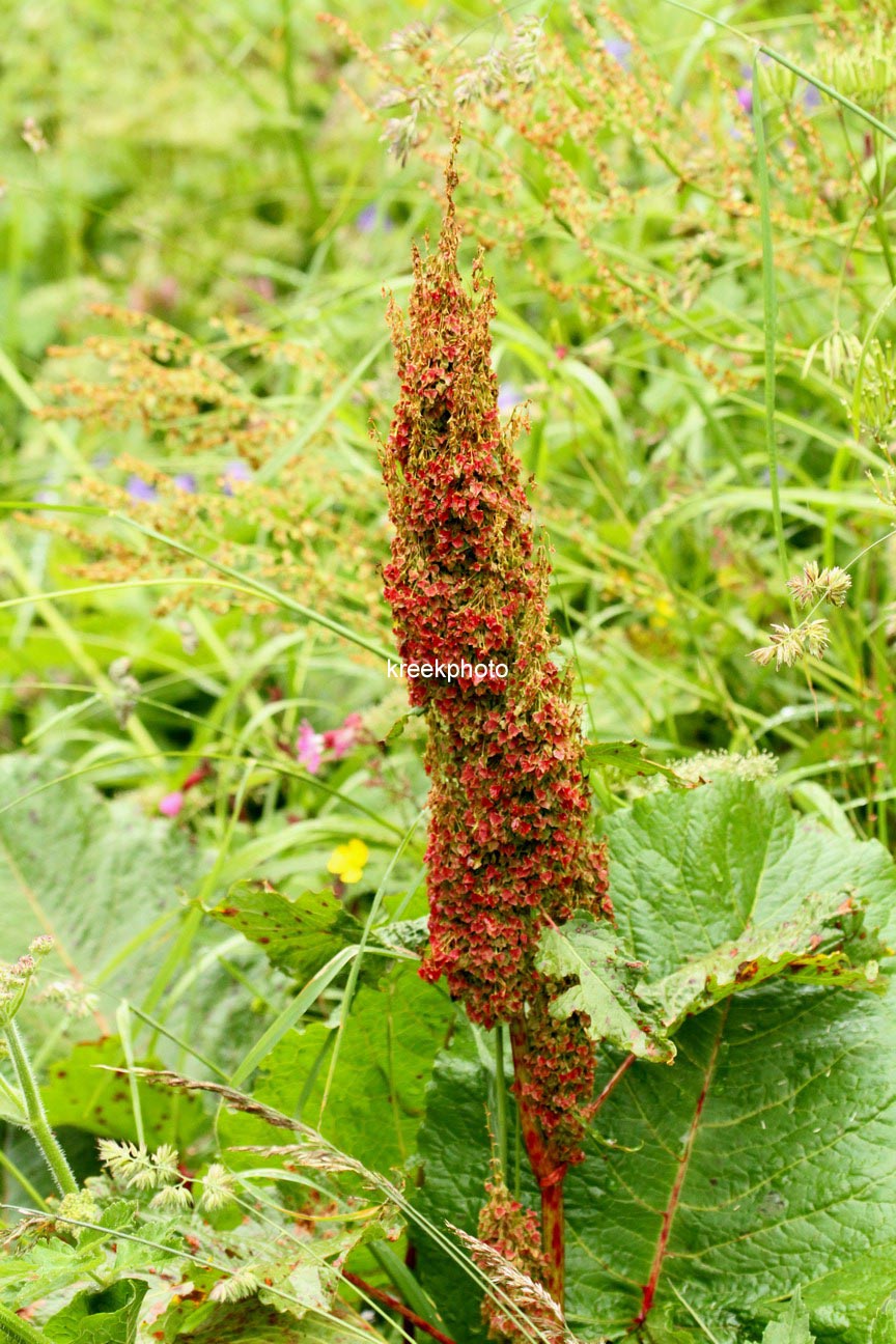 Rumex acetosa