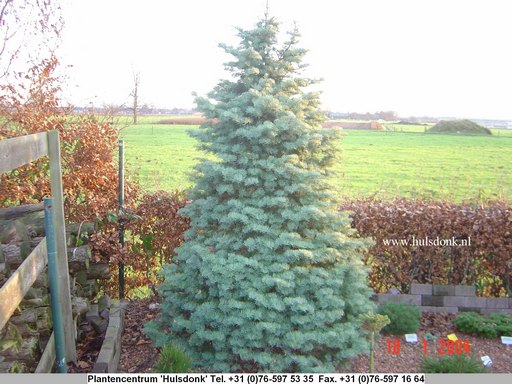 Abies concolor 'Archer's Dwarf'