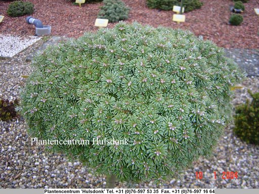 Abies koreana 'Blauer Eskimo'