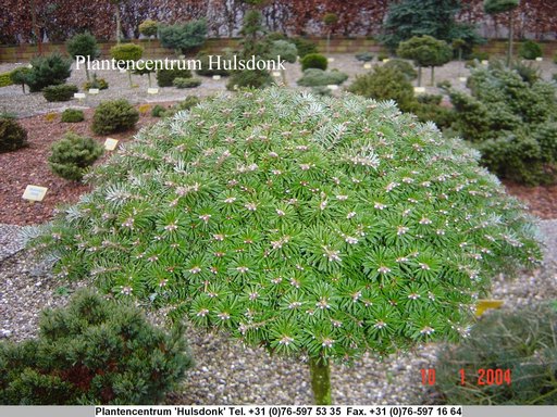 Abies koreana 'Kristallkugel'