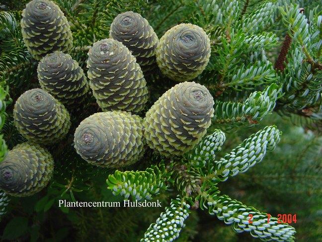 Abies koreana 'Silberlocke'