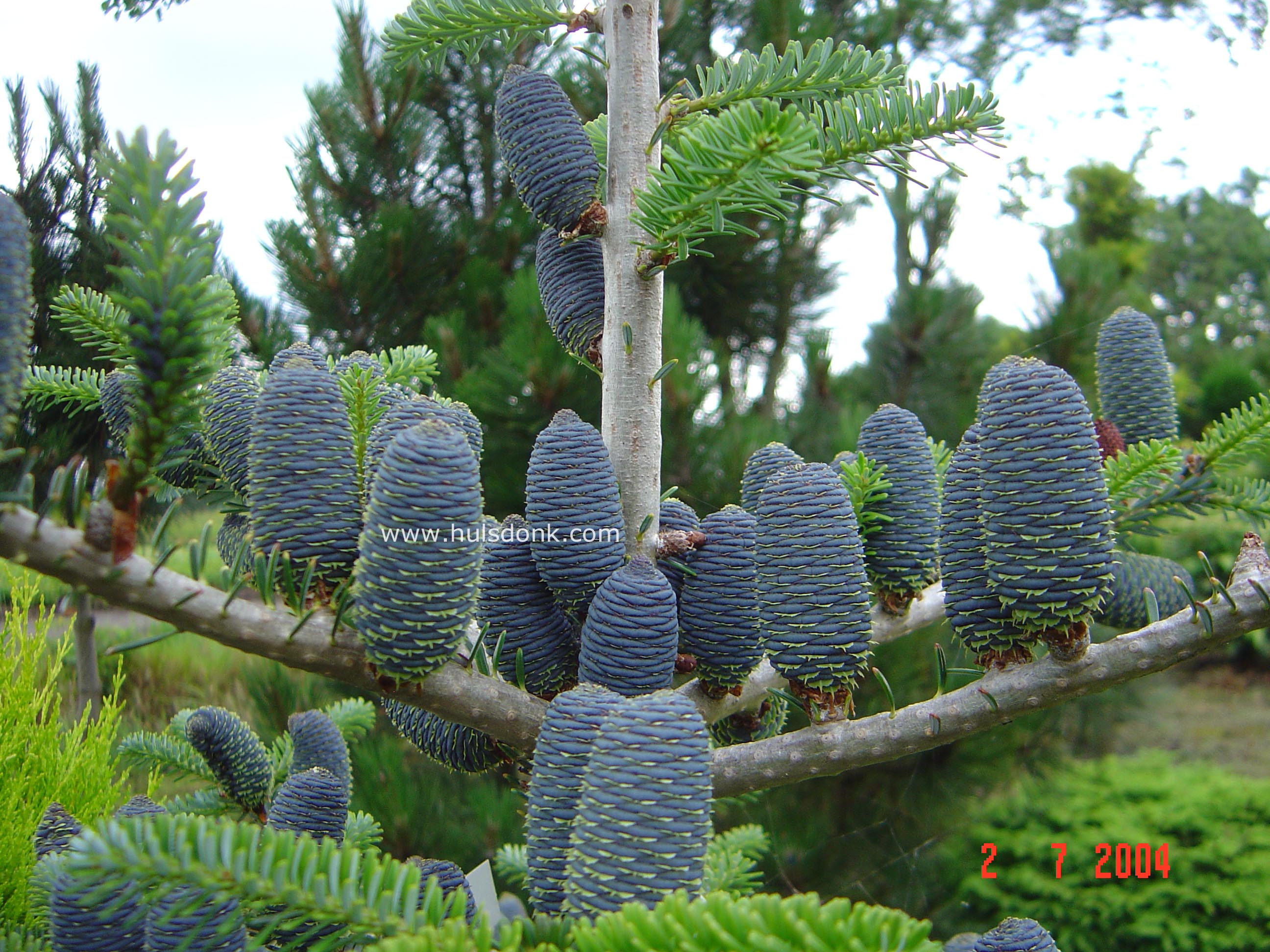 Abies koreana 'Prostrate Beauty'