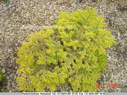 Abies nordmanniana 'Golden Spreader'