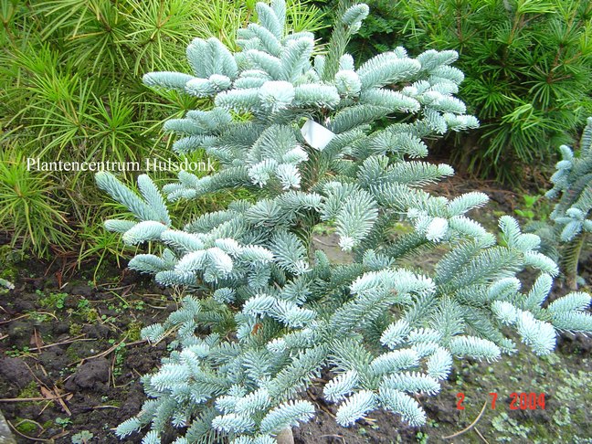 Abies pinsapo 'Glauca'