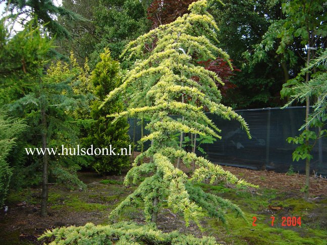 Cedrus libani 'Atlantica Aurea'