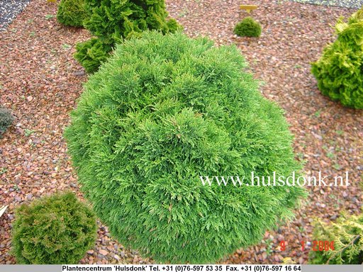 Chamaecyparis lawsoniana 'Green Globe'