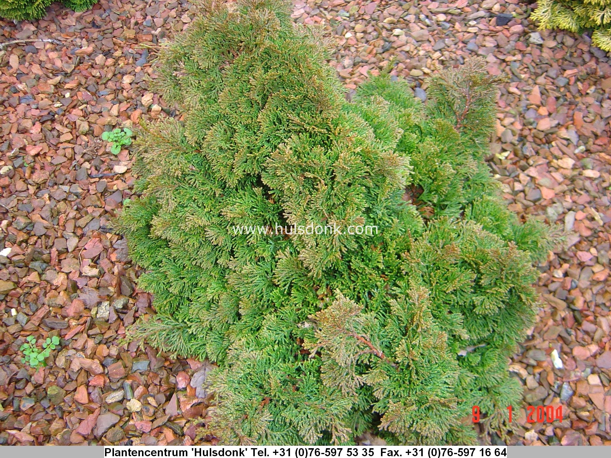 Chamaecyparis obtusa 'Dainty Doll'