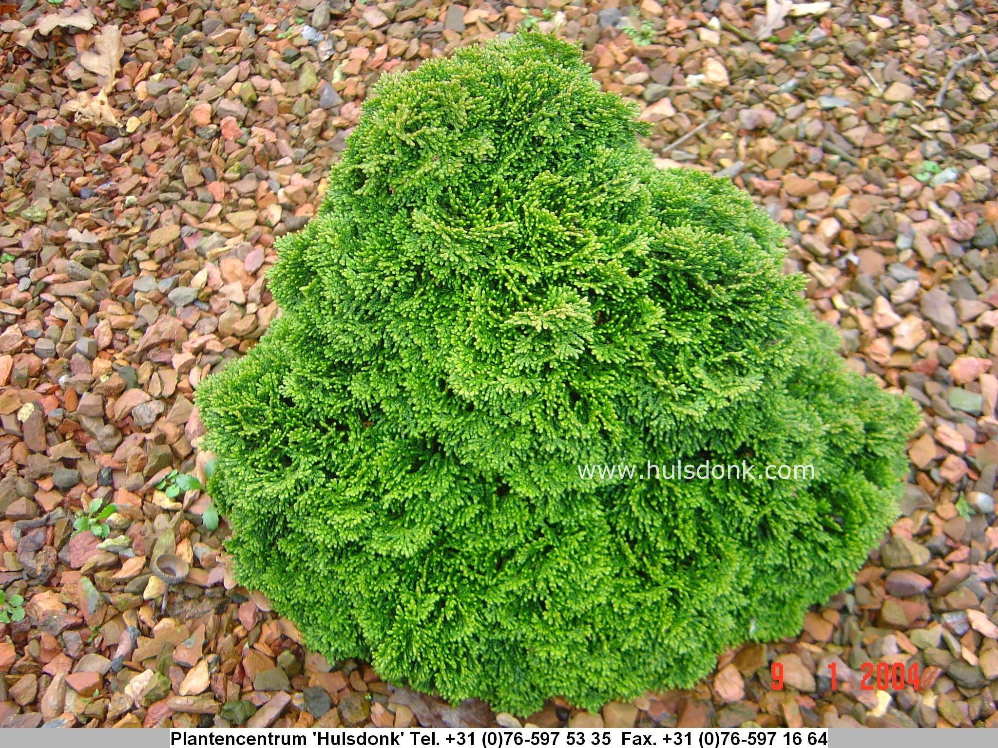 Chamaecyparis obtusa 'Elf'