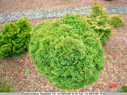 Chamaecyparis obtusa 'Juniperoides'