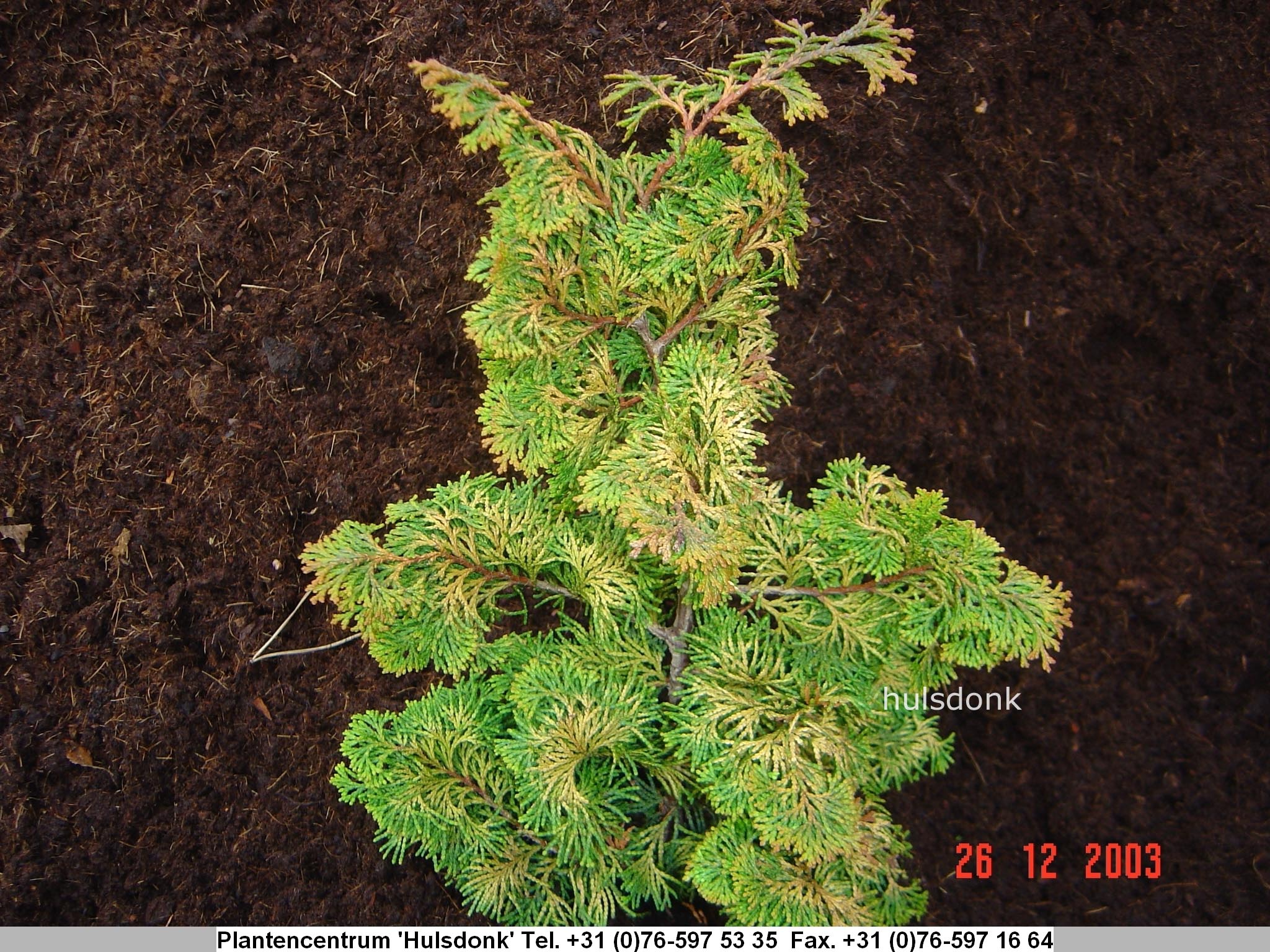 Chamaecyparis obtusa 'Lycopodioides'