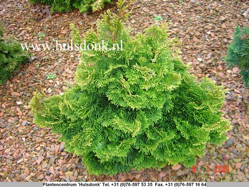 Chamaecyparis obtusa 'Yellowtip'