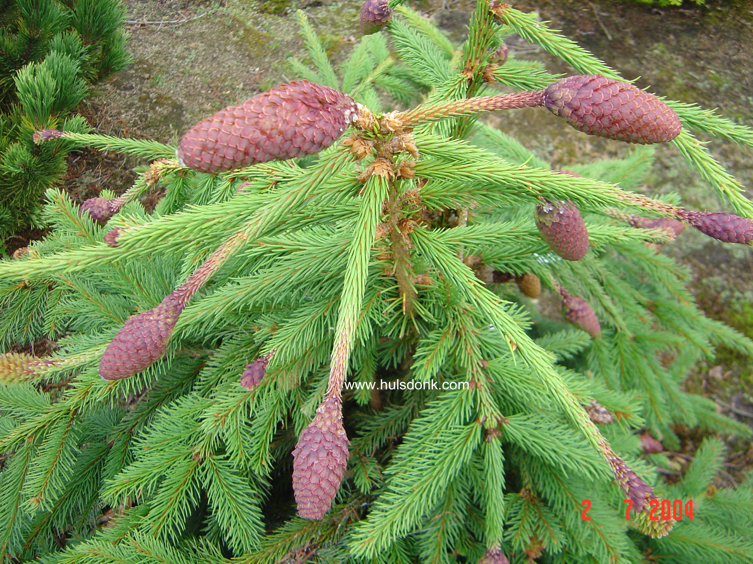 Picea abies 'Acrocona'