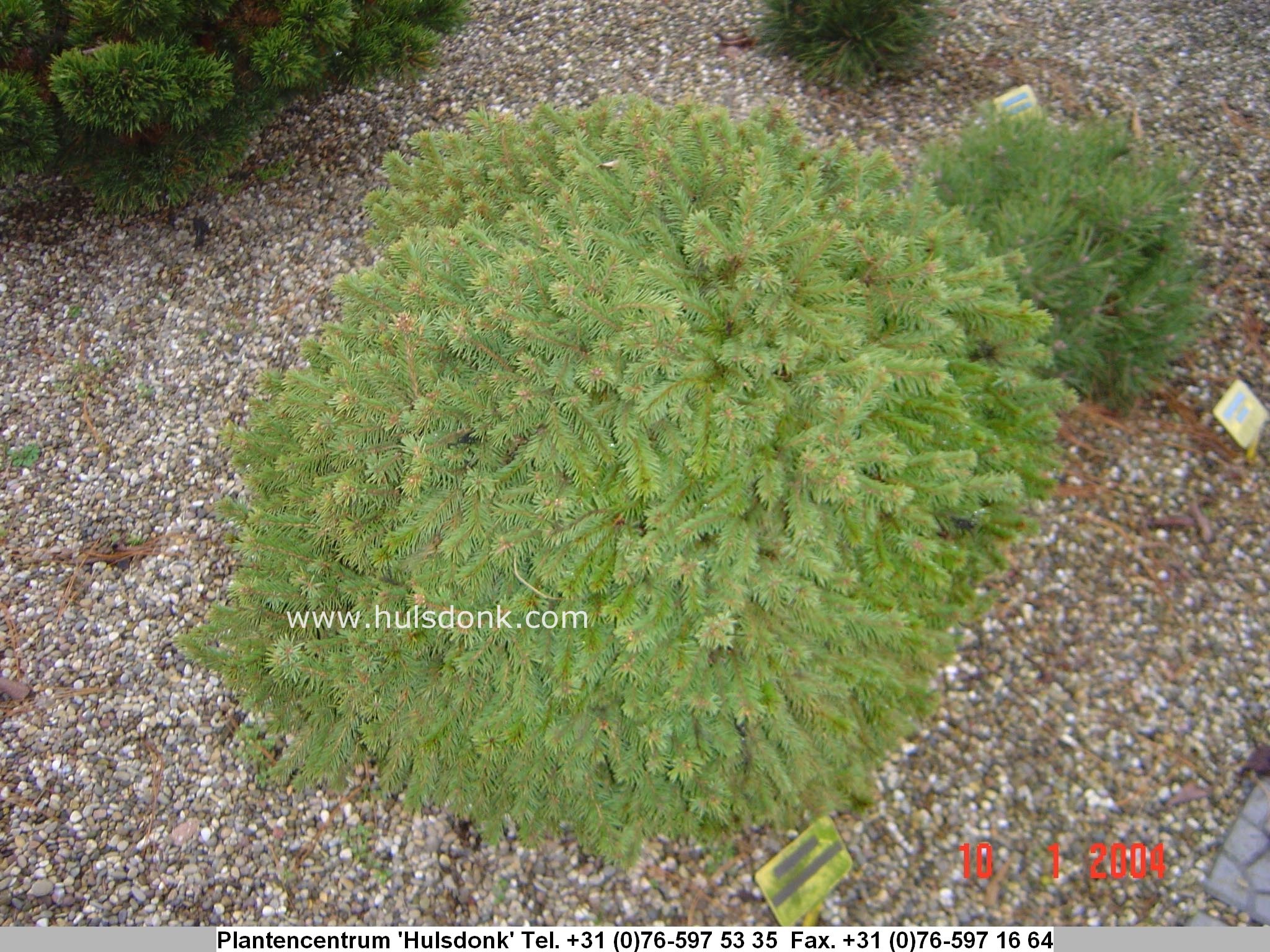 Picea abies 'Gregoryana Veitchii'