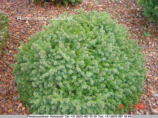 Picea abies 'Little Gem'