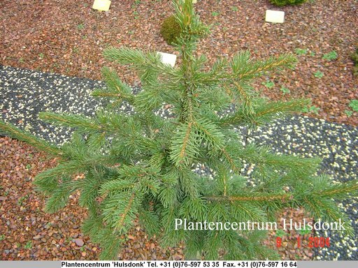 Picea abies 'Pachyphylla'