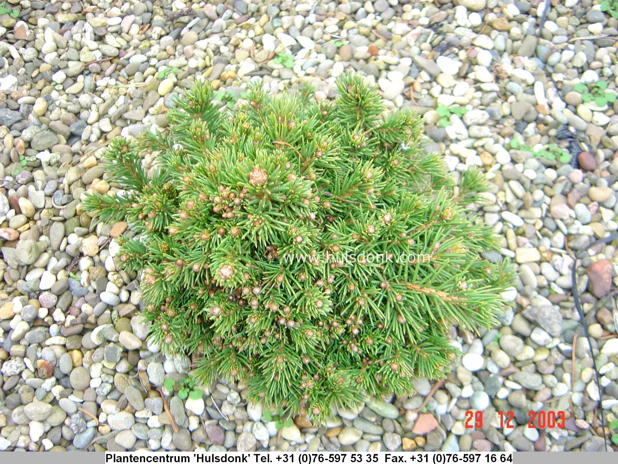 Picea abies 'Pygmaea'