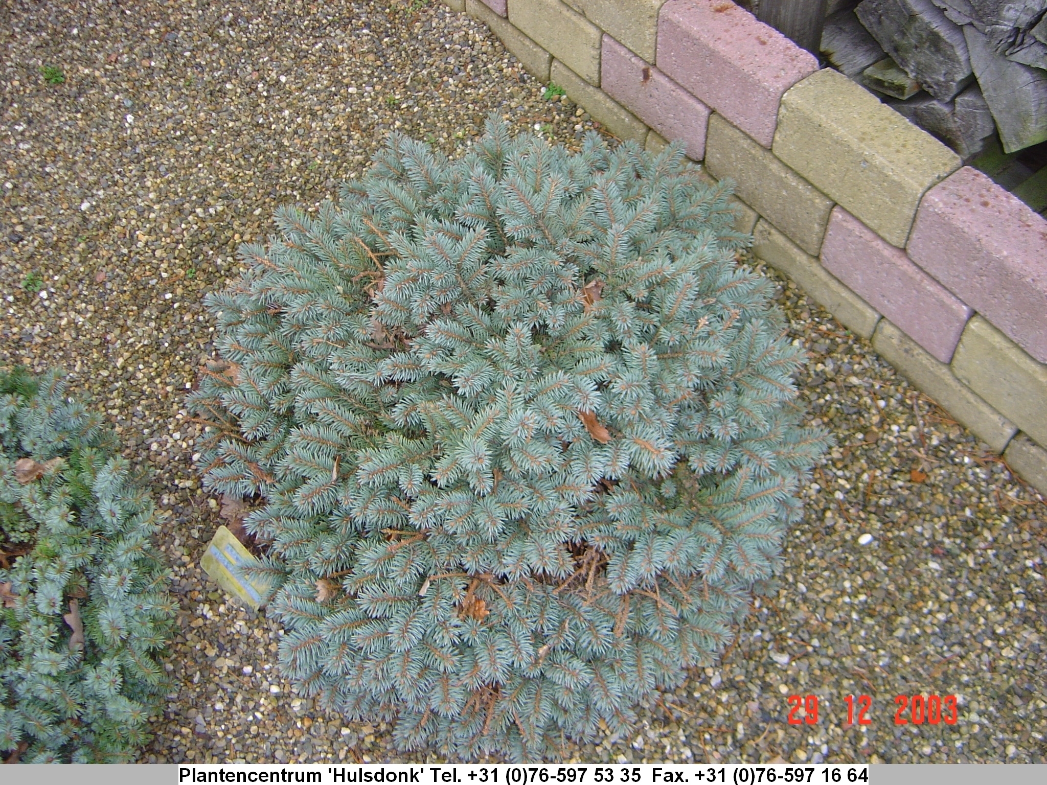 Picea pungens 'Blaukissen'