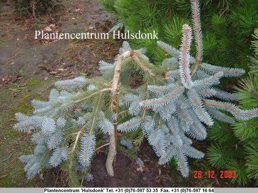 Picea pungens 'Glauca Pendula'