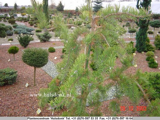 Pinus banksiana 'Uncle Fogy'