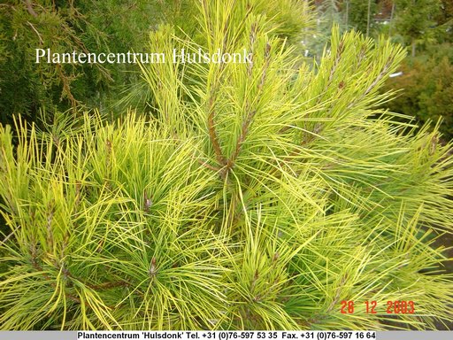 Pinus densiflora 'Aurea'