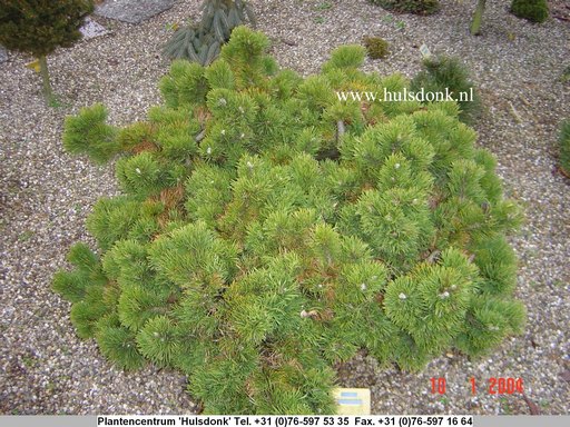 Pinus mugo 'Jacobsen'