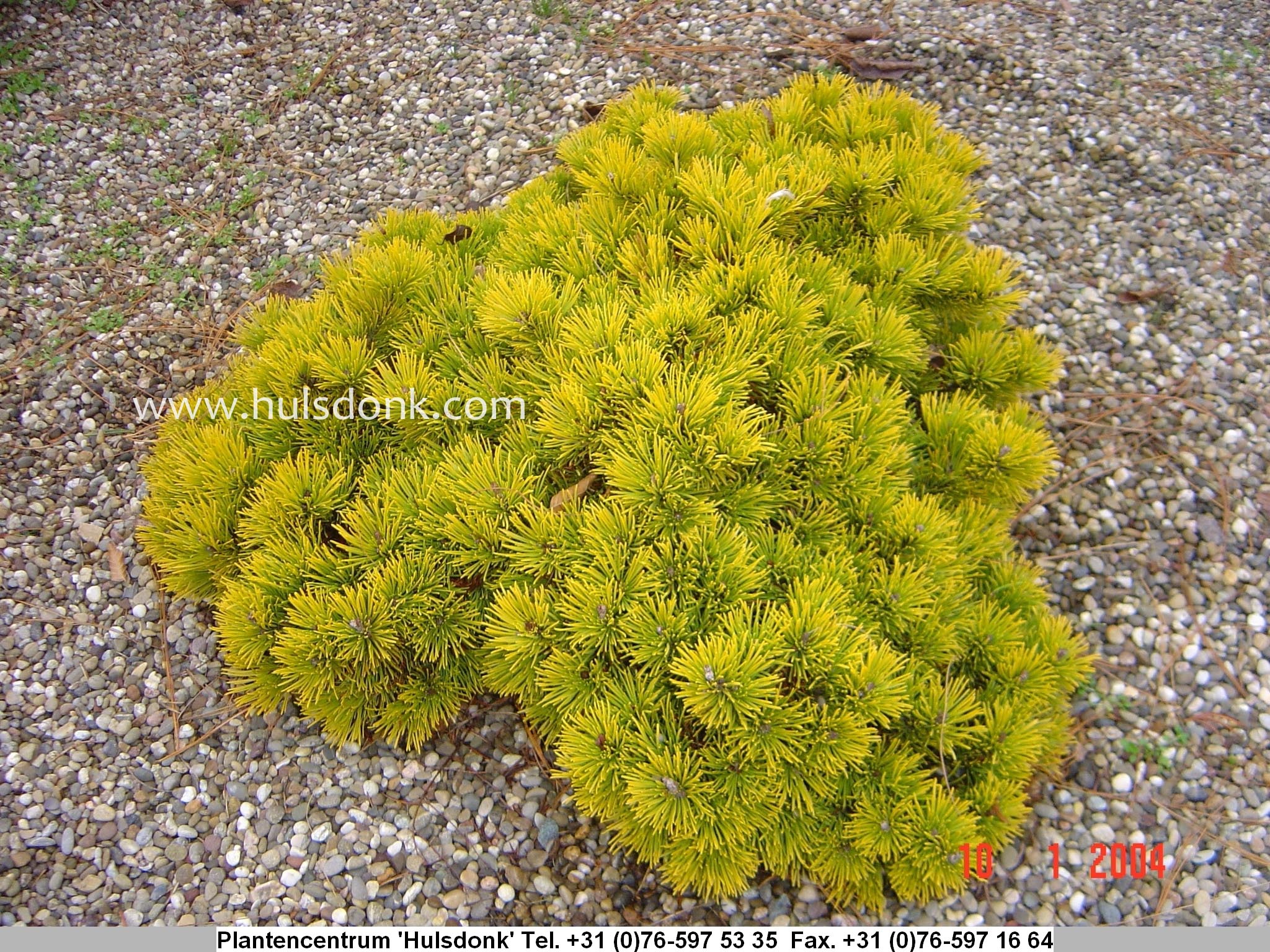 Pinus mugo 'Little Goldstar'